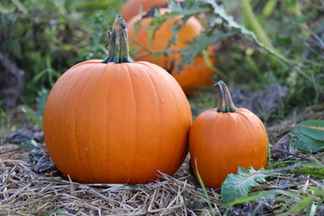 Pumpkin, Pumpkins on the field in autumn