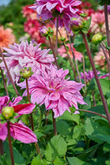 dahlia Babylon Lilac Flamed, pink petals with dark pink spots