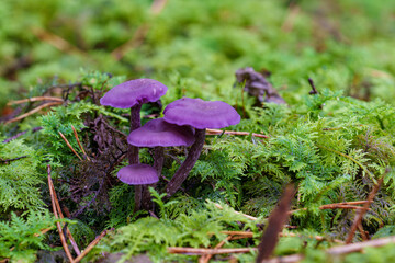 Deceiver Mushroom Laccaria amethystine in close view