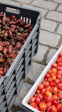 lots of hot pepper vertical video