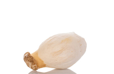 Fresh fragrant mushrooms royal oyster mushroom, macro, isolated on white background.