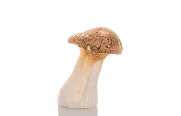 Fresh fragrant mushrooms royal oyster mushroom, macro, isolated on white background.
