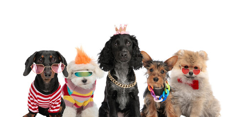 cute family of small breed dogs with halloween costume