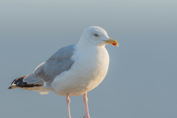 Portrait of a herring gull (Larus argentatus) in the cliffs of the Atlantic Ocean