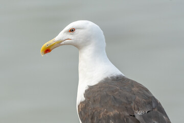 Lesser Black-backed Gull (Larus fuscus) portrait in a port on the Atlantic coast.