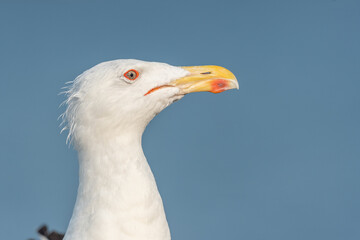 Lesser Black-backed Gull (Larus fuscus) portrait in a port on the Atlantic coast.