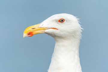 Lesser Black-backed Gull (Larus fuscus) portrait in a port on the Atlantic coast.