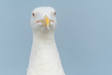 Lesser Black-backed Gull (Larus fuscus) portrait in a port on the Atlantic coast.