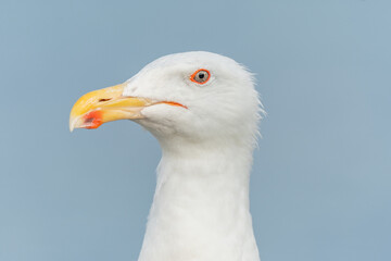 Lesser Black-backed Gull (Larus fuscus) portrait in a port on the Atlantic coast.
