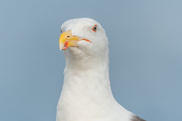 Lesser Black-backed Gull (Larus fuscus) portrait in a port on the Atlantic coast.