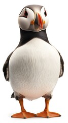 Fototapeta premium Atlantic Puffin Bird on White Background, Photo Realistic, Wallpaper, Cover and Screen for Smartphone, PC, Laptop, 9:16 and 16:9 Format