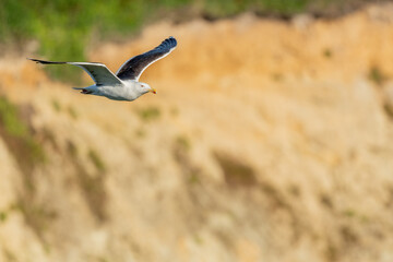 Great Black-backed Gull (Larus marinus) in flight soaring along cliffs of the Atlantic Ocean