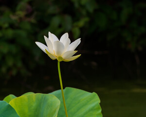 Obraz premium White Lotus Flower Blooming Against a Dark Background