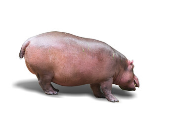 Big Hippopotamus isolated on white background. This has clipping path.