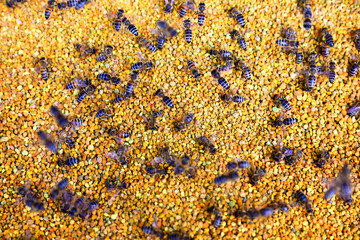 Dozens of bees gather the fresh colorful bee pollen granules  packed into a box  by a beekeeper.