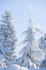 Snow covered trees. Winter forest