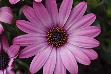 Obraz premium pink african daisy flower