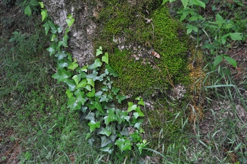ivy and moss background