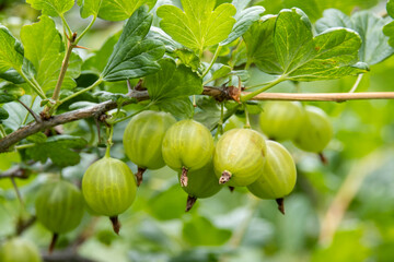 Ripe green gooseberries on a bush in the garden. Organic, Environmentally friendly berry in the garden.