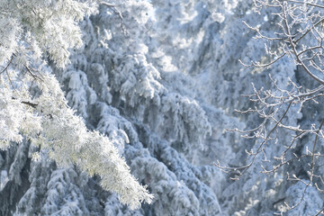 Snow covered trees. Winter forest
