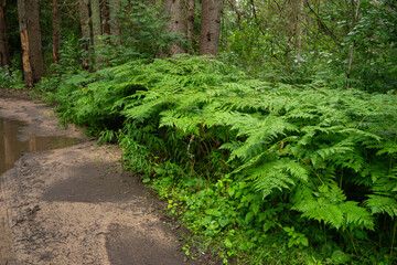 A genus of ferns from the shield family. A green fern plant in the forest. Thickets of grass in the reserve.The habitat of snakes.