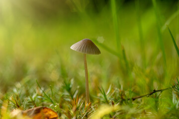 A genus of fungi in the Mycenaceae family. Mycenae are small saprotrophic fungi.Hallucinogenic plants.On a thin leg.Macro photography in the forest.