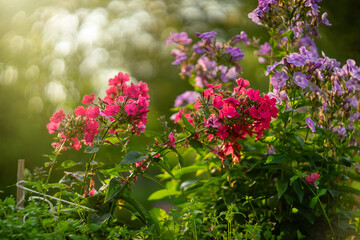 Garden phloxes on a flower bed. Bush flowers in the park.The phlox is paniculate.