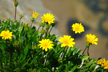 Gazania rigens: yellow blooming flowers on the rocks at the Mediterranean Sea 