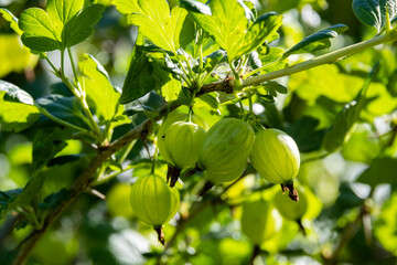 Green gooseberry bush, green gooseberry berries on the branches of the bush