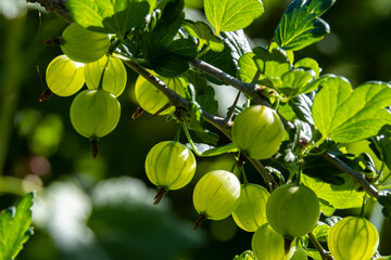 Green gooseberry bush, green gooseberry berries on the branches of the bush
