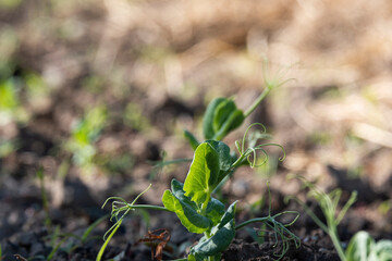 Young shoots of green peas. Shoots in the garden.