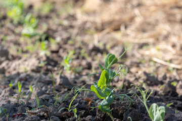 Young shoots of green peas. Shoots in the garden.