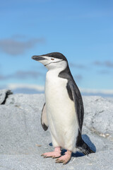 Fototapeta premium Chinstrap penguin on the beach in Antarctica