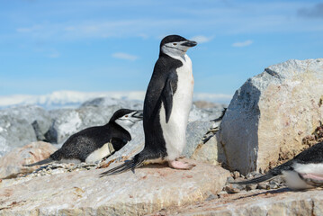 Obraz premium Chinstrap penguin on the beach in Antarctica