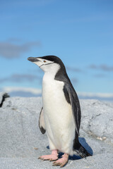 Obraz premium Chinstrap penguin on the beach in Antarctica