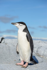 Chinstrap penguin on the beach in Antarctica