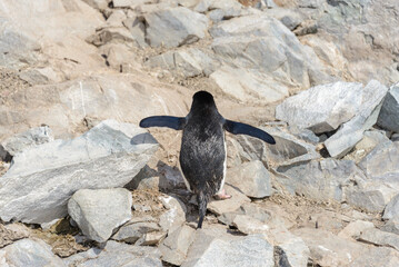 Chinstrap penguin climbing on rock in Antarctica