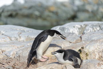 Chinstrap penguin on the beach in Antarctica