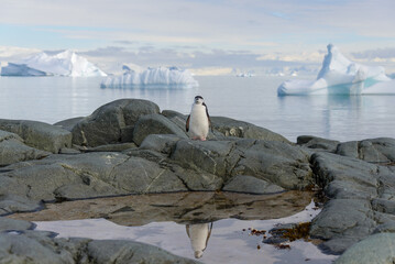 Chinstrap penguin on the rock with reflection in Antarctica