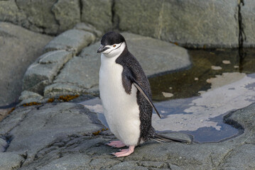 Chinstrap penguin on the rock close up