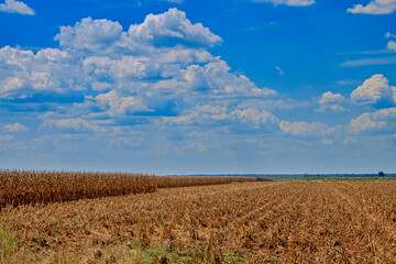 Rows of Harvested and Unharvested Dried Field Corn in North Louisiana