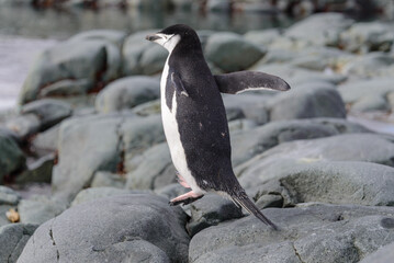Chinstrap penguin on the snow in Antarctic