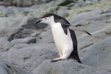 Obraz premium Chinstrap penguin on the snow in Antarctic