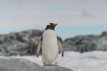 Fototapeta premium Gentoo penguin on the snow in Antarctic