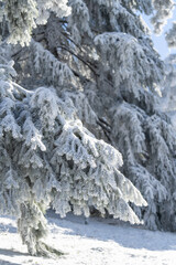 Snow covered trees. Winter forest