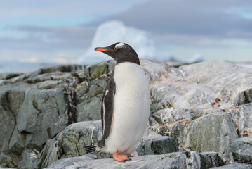 Gentoo penguin on the snow in Antarctic