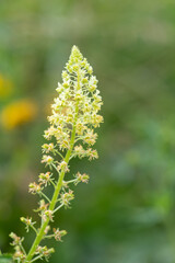 Fototapeta premium Close up of yellow mignonette (reseda lutea) flowers in bloom