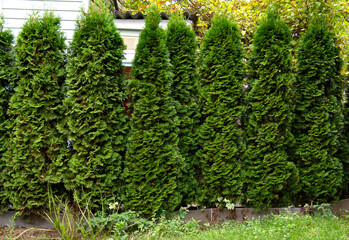 Green hedge made of thuja wood. Nature, background.