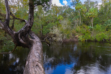 The ancient tree extends over the Hillsboro River Tampa Florida USA. The Hillsboro River serenely flows through a lush autumn forest, surrounded by thick vegetation Tampa Florida USA