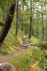 Obraz premium a path curves through a green forest